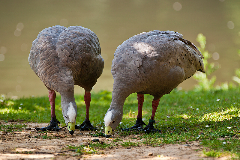 Parc du Chateau de Sauvage _005.jpg