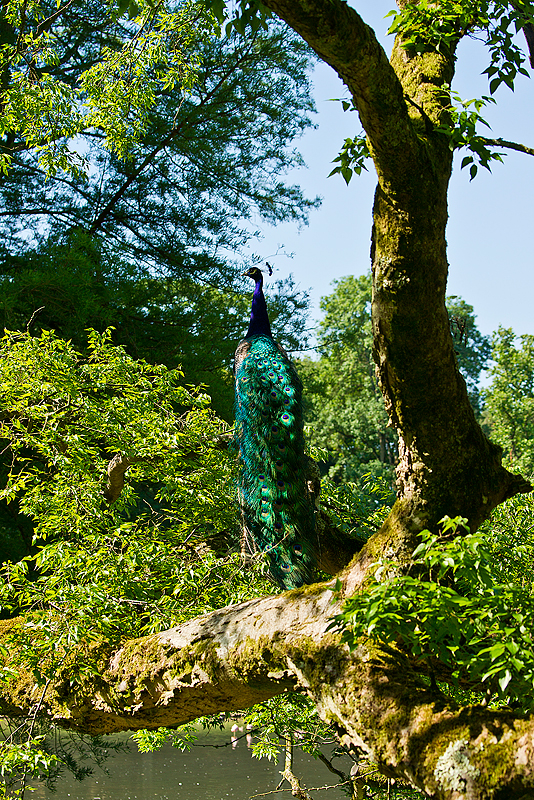 Parc du Chateau de Sauvage _008.jpg