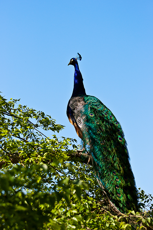 Parc du Chateau de Sauvage _009.jpg
