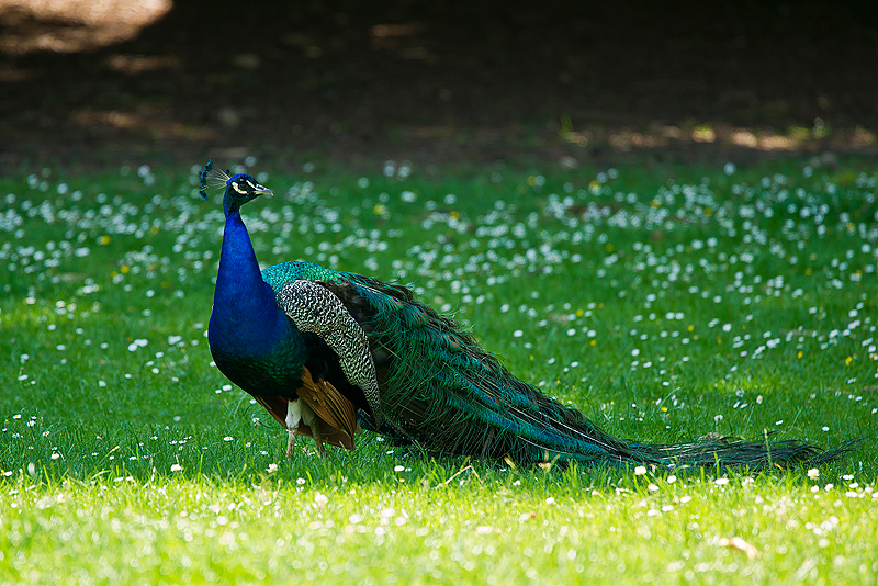 Parc du Chateau de Sauvage _015.jpg