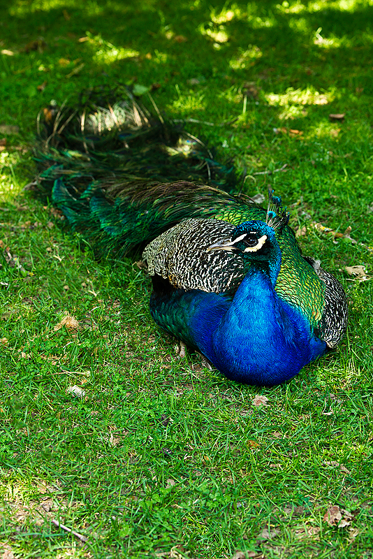 Parc du Chateau de Sauvage _016.jpg