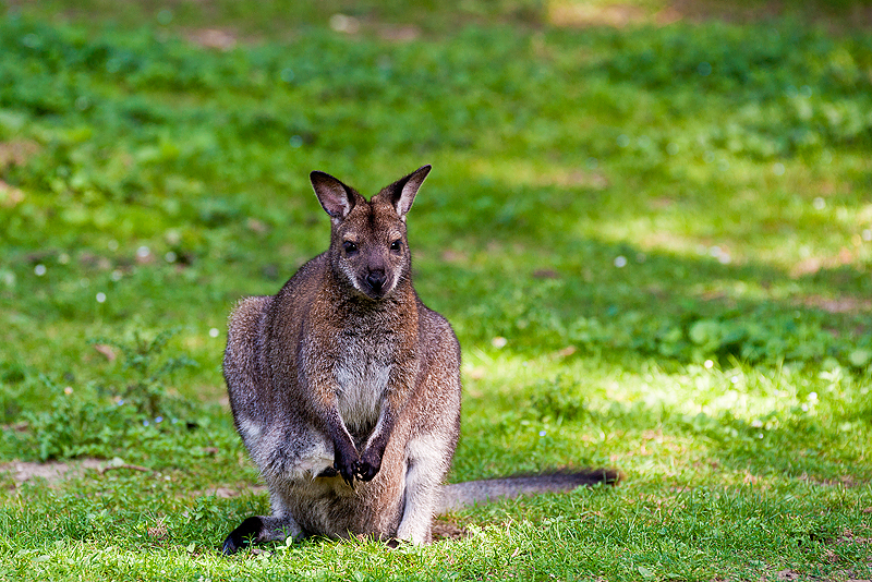 Parc du Chateau de Sauvage _019.jpg