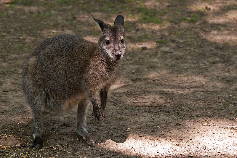 Parc du Chateau de Sauvage _024.jpg
