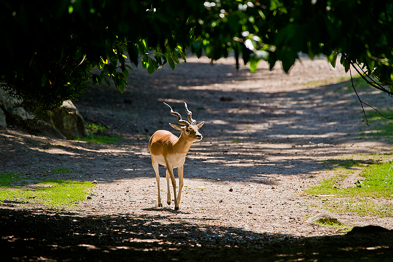 Parc du Chateau de Sauvage _027.jpg
