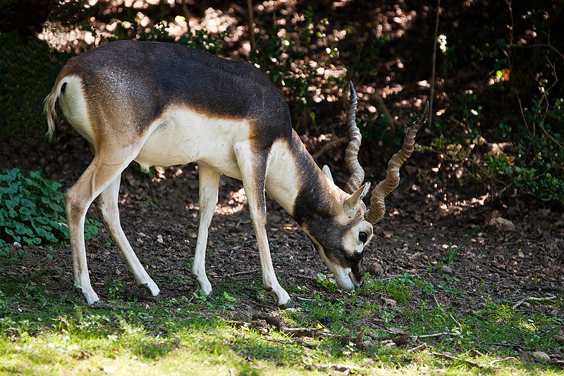 Parc du Chateau de Sauvage _034.jpg