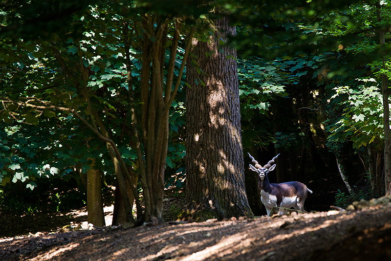 Parc du Chateau de Sauvage _036.jpg