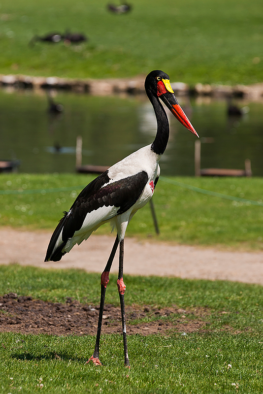 Parc du Chateau de Sauvage _041.jpg