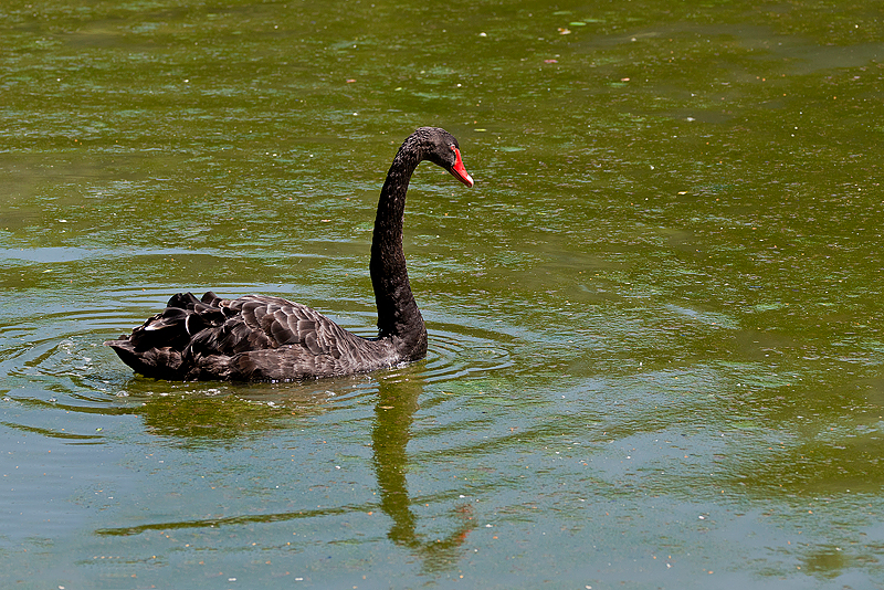 Parc du Chateau de Sauvage _050.jpg