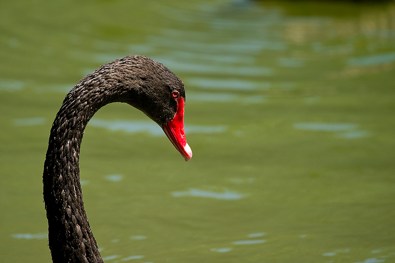 Parc du Chateau de Sauvage _052.jpg
