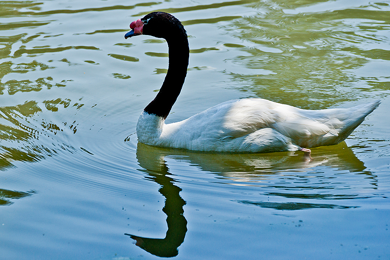 Parc du Chateau de Sauvage _053.jpg