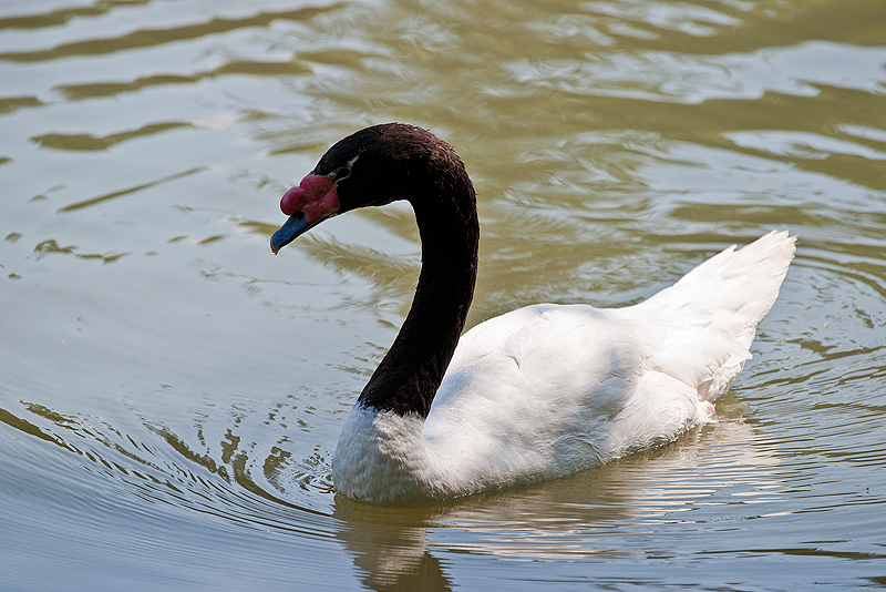 Parc du Chateau de Sauvage _054.jpg