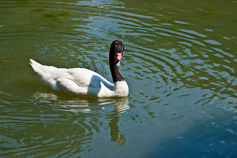 Parc du Chateau de Sauvage _055.jpg