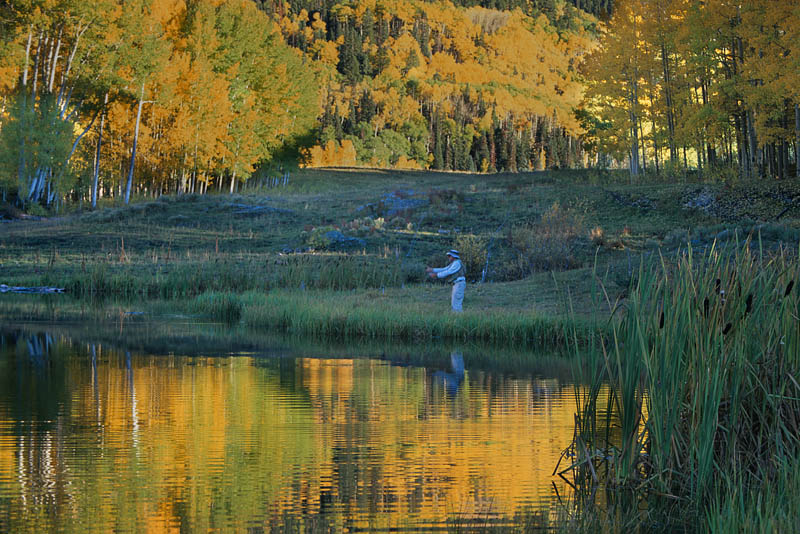 24 Trout fishing in a pond of gold