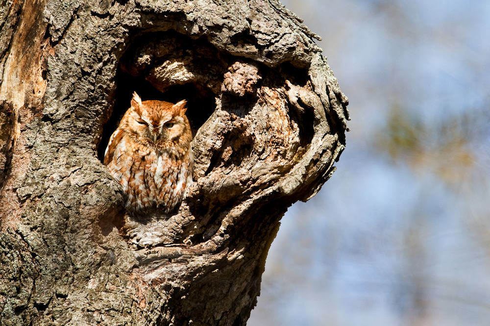 Petit-duc macul, de forme rousse -- Eastern Screech Owl, red morph