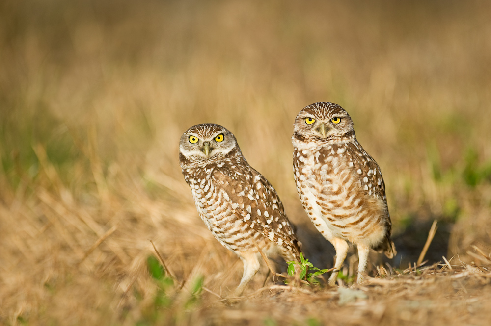 Chevches des terriers -- Burrowing Owl