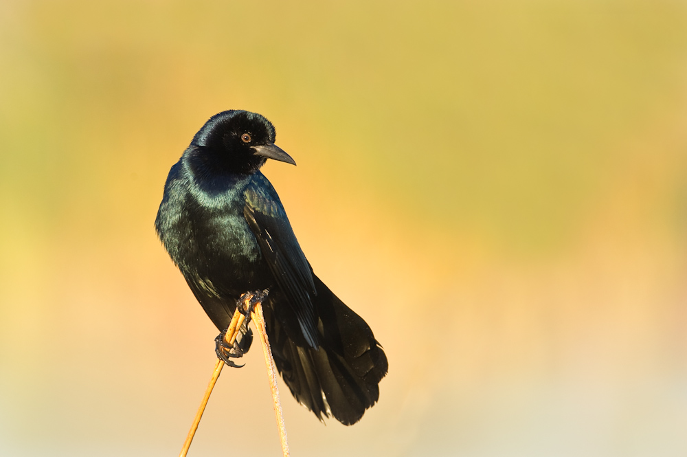 Quiscale des marais, mle -- Boat-tailed Grackle, male