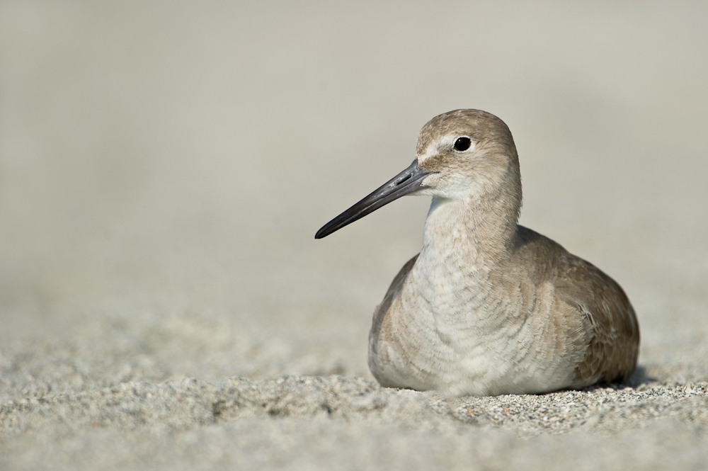 Chevalier semipalm  -- Willet