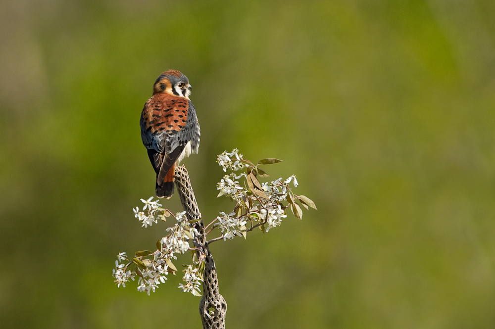 Crcerelle dAmrique, mle -- American Kestrel, male