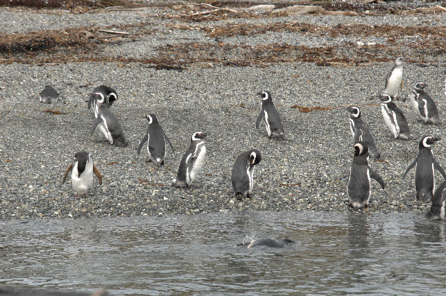 Magellanic Penguins