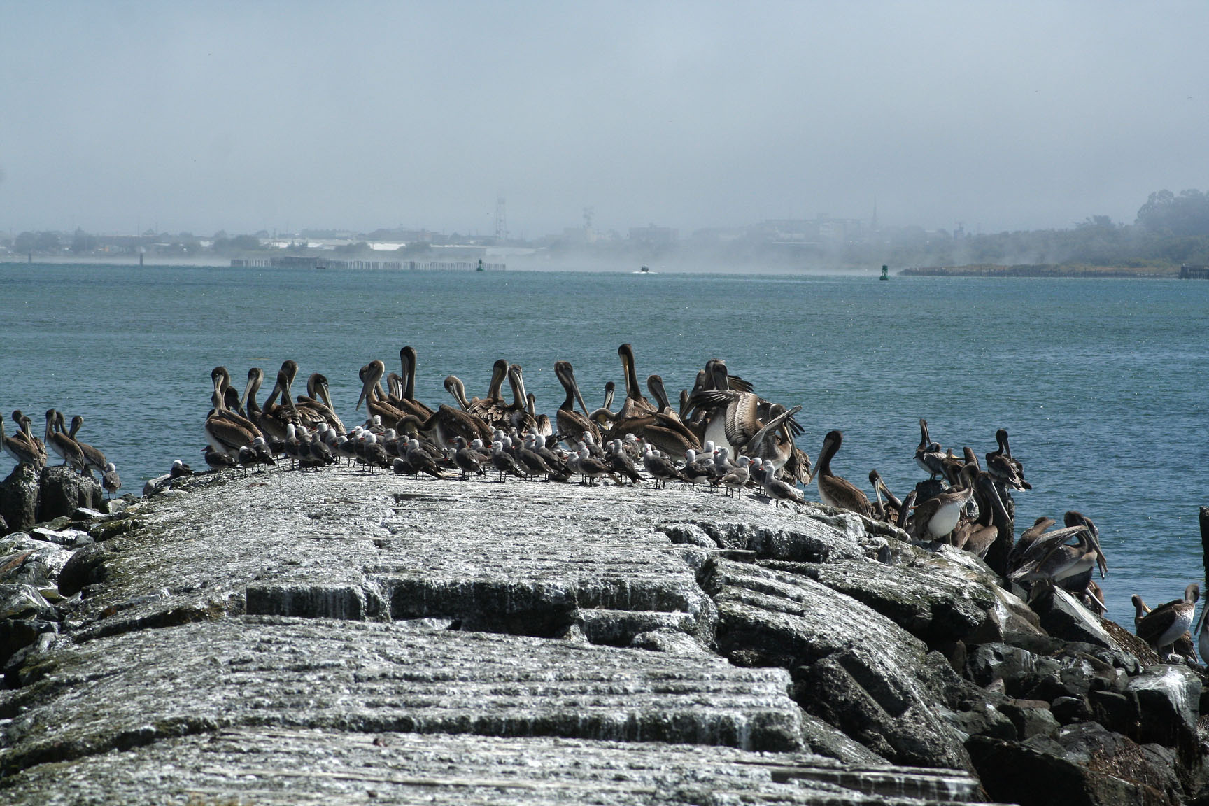 Pelicans of Humboldt Bay 3349.jpg