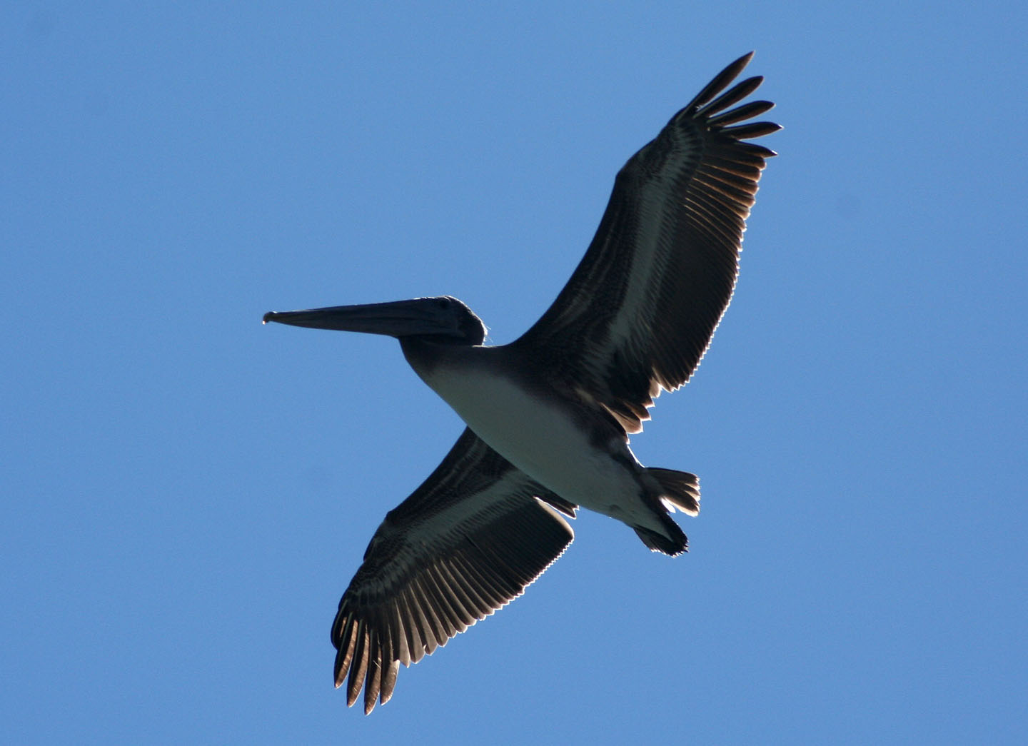 Pelicans of Humboldt Bay 3434.jpg