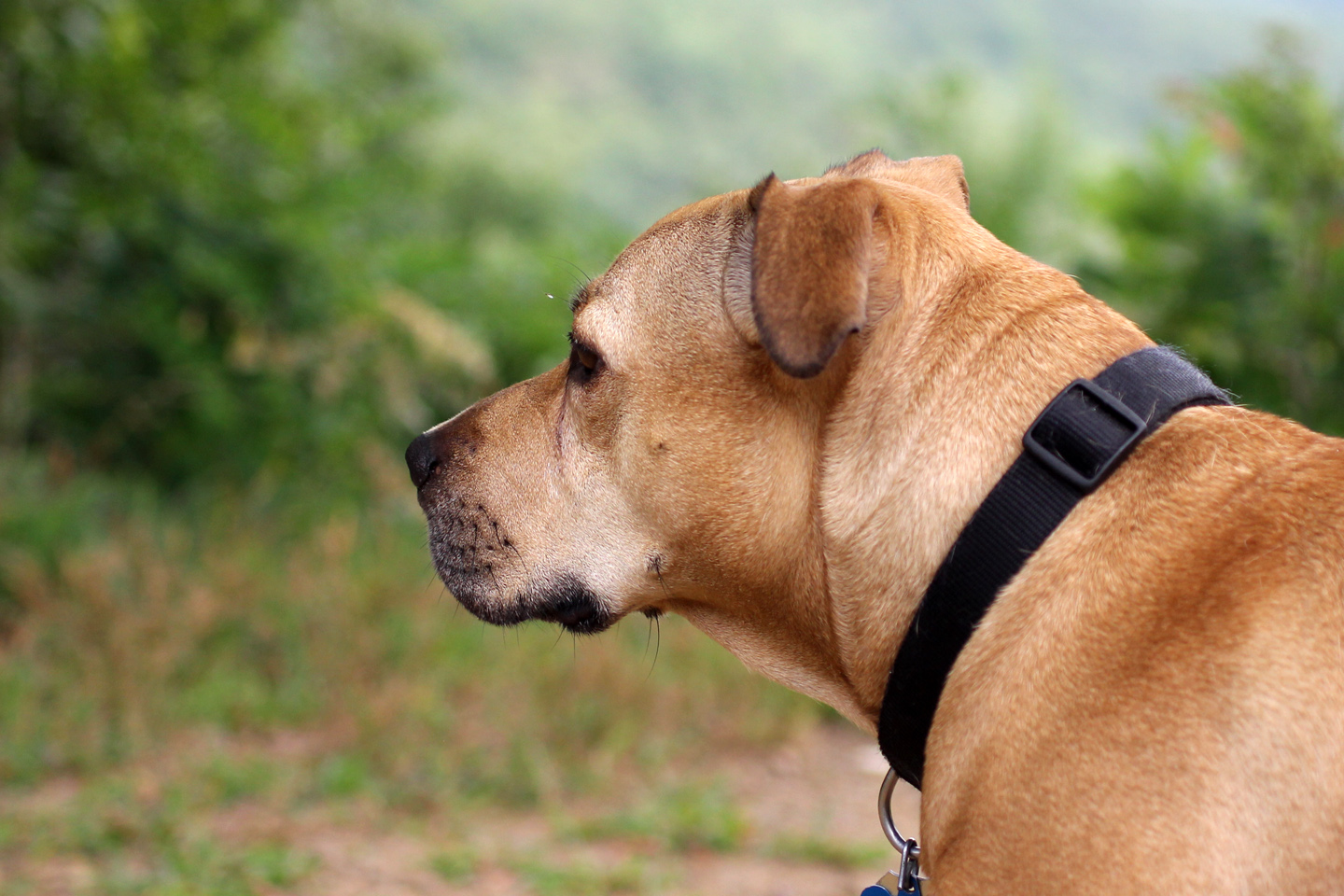nala_0532.jpg