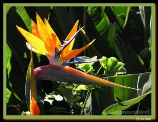 P1010017 strelizia.jpg