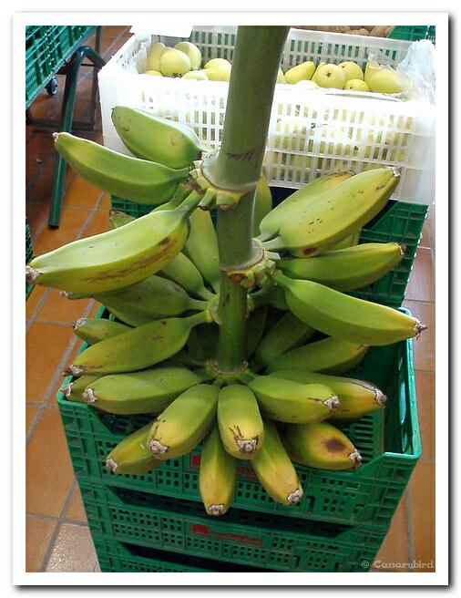 Plantain 2.jpg