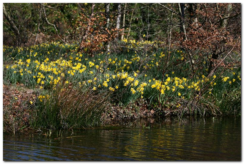 Daffodil sland