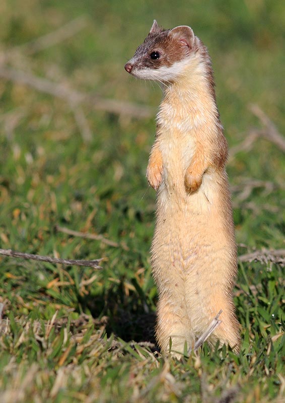 ermine2.jpg