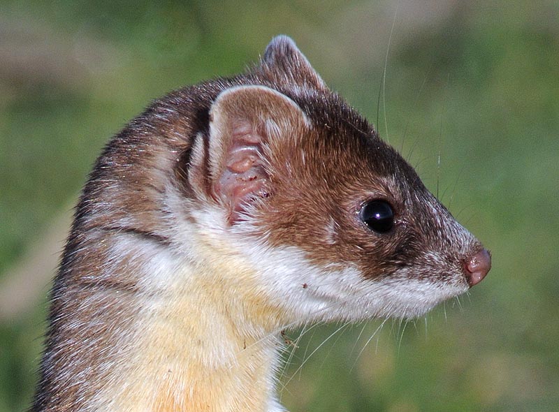 Ermine head shot.jpg