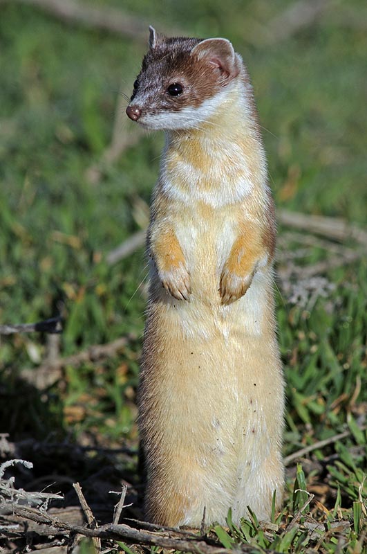 ermine.jpg
