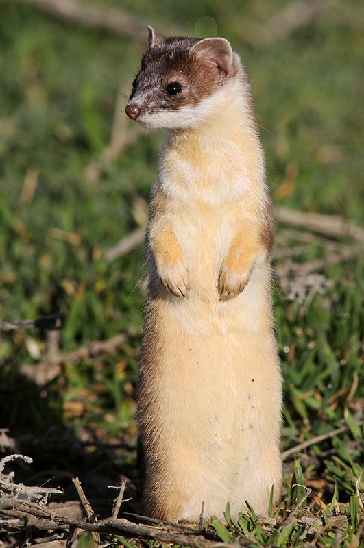 ermine3.jpg