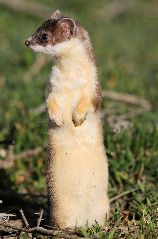 ermine4.jpg