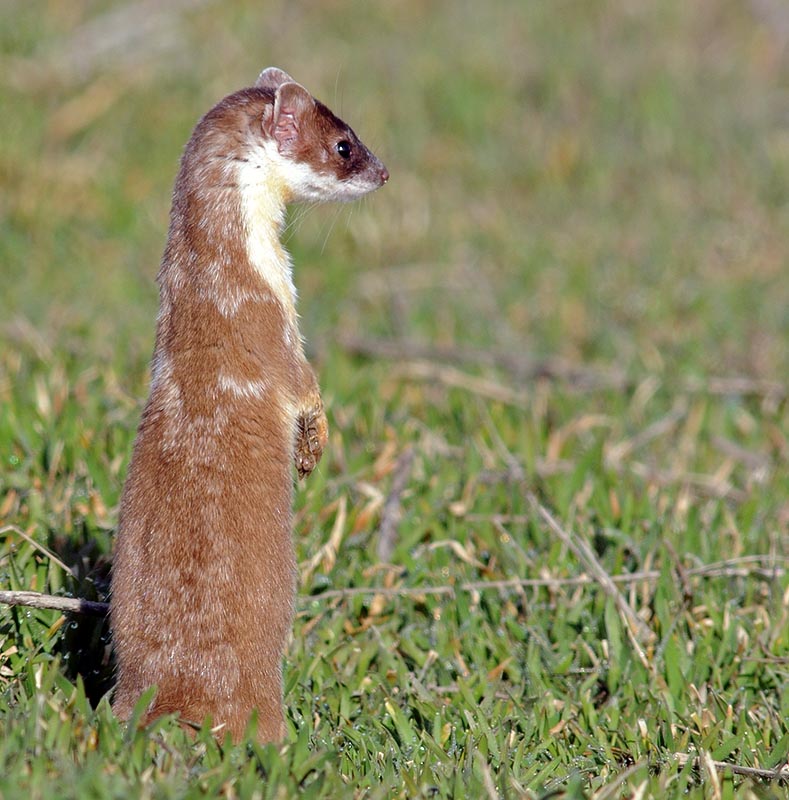 ermine5.jpg
