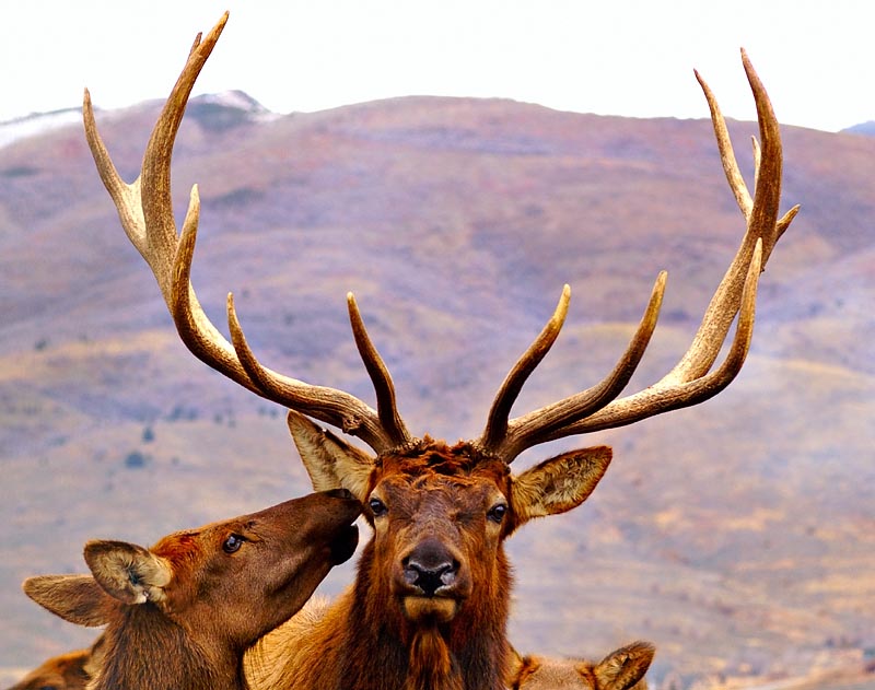 Elk Bull and Cow