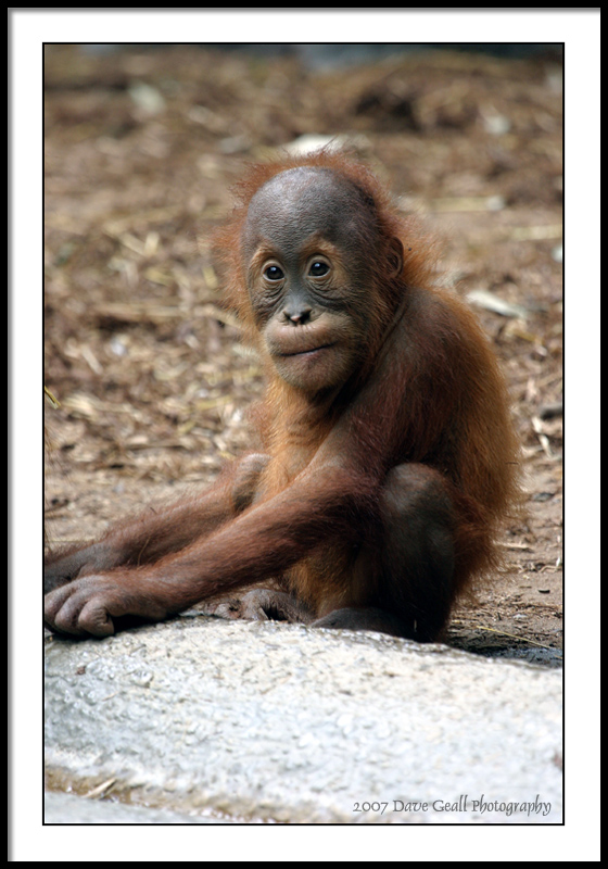 the new orangutan baby