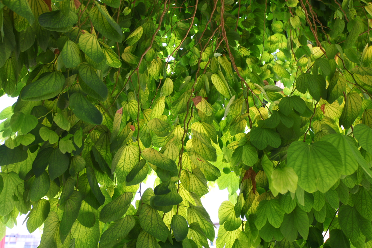 MACAU20100724_078.JPG