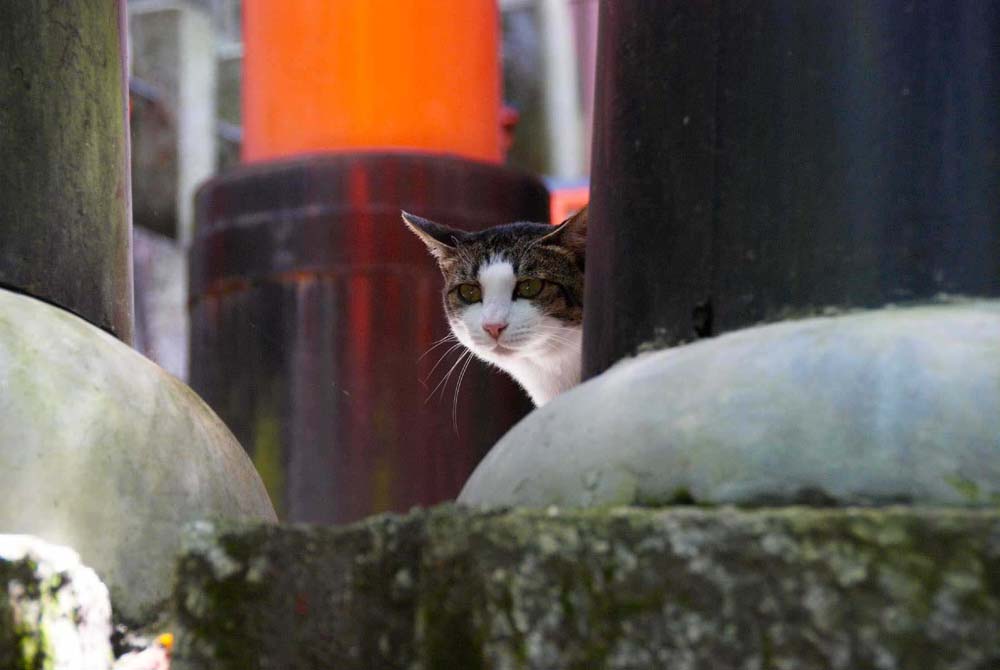 Temple Cat