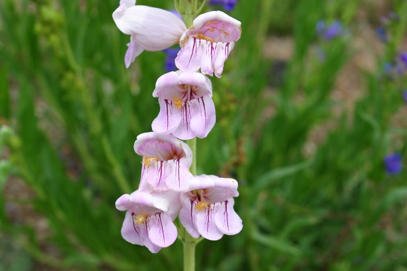 Pink Penstemon