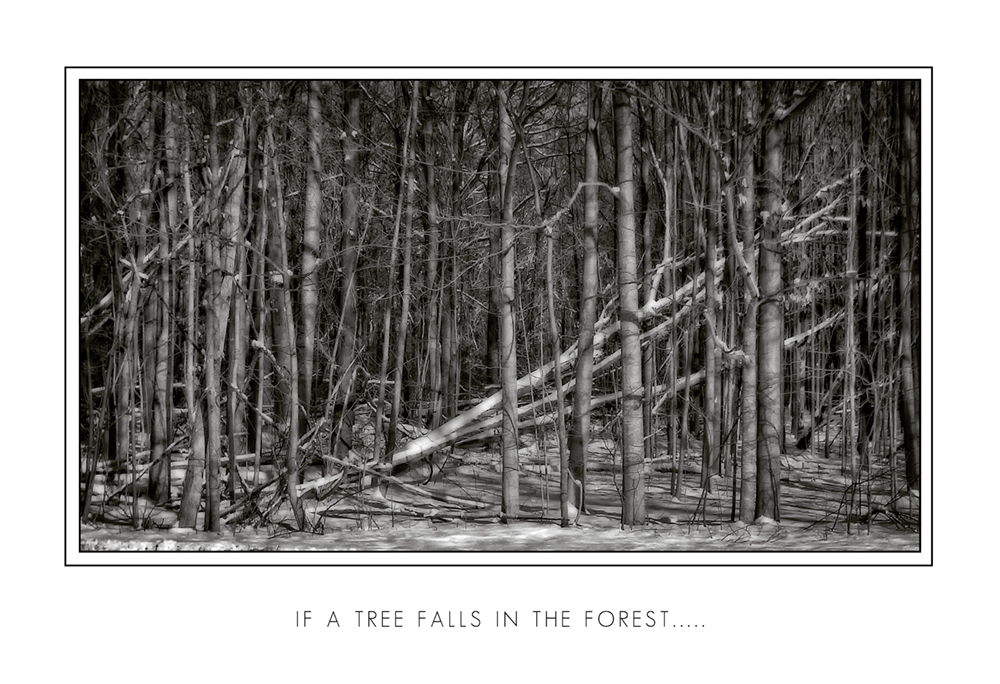 If a Tree Falls In the Forest