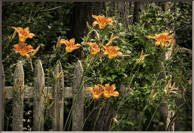 Day Lillies.jpg