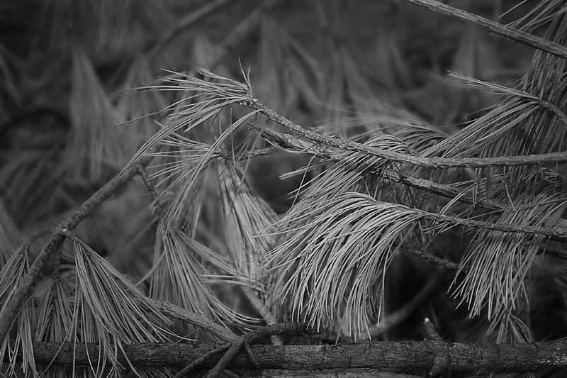 Pine Needles