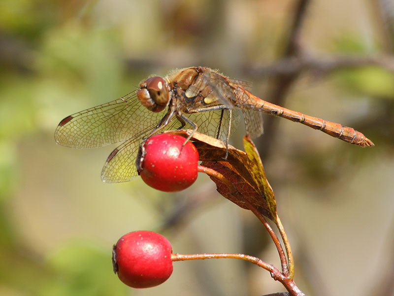 Dragon Fly 1