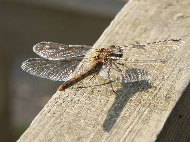 Dragon Fly