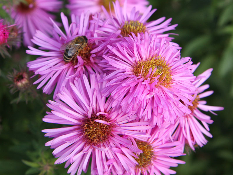 Nectar Gathering