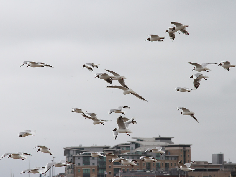 A Gaggle of Gulls