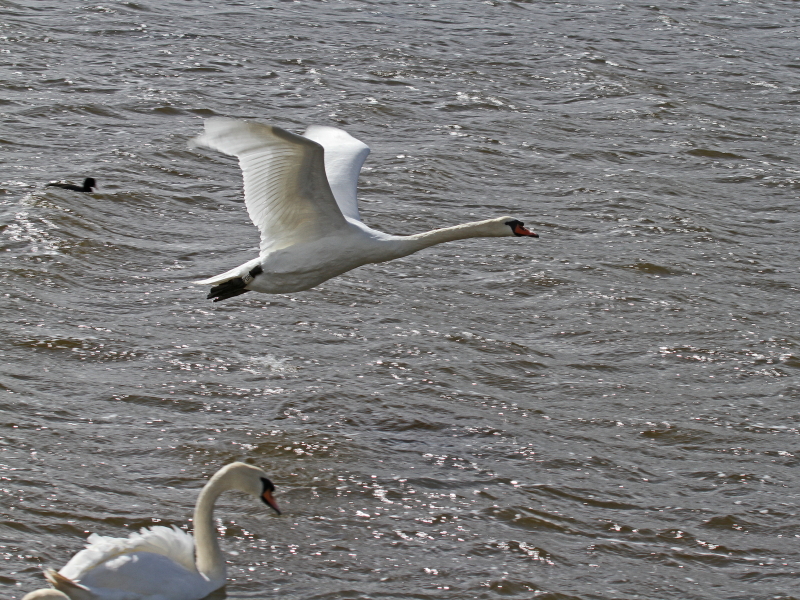 A Brief Flight