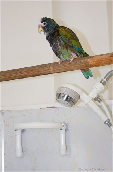 Sibyl on dowel in shower.jpg