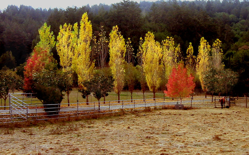Fall on Nicasio Valley Rd. 2006
